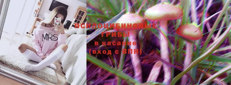 Галлюциногенные грибы Psilocybine cubensis  Бородино 